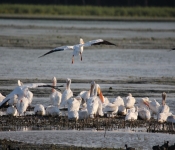 MNRiverPelicans 2014 09 052